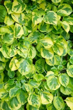 Miranda Climbing Hydrangea - 2 Gallon Pot