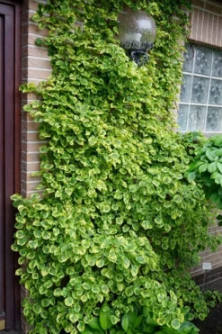 Miranda Climbing Hydrangea - 5 Gallon Pot -Herbers Zone hydrangea anomala petiolaris miranda climbing hydrangea 13