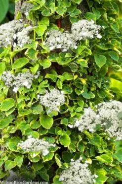 Miranda Climbing Hydrangea - 5 Gallon Pot -Herbers Zone hydrangea anomala petiolaris miranda climbing hydrangea 8