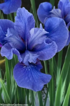 Cote D'Azur Siberian Iris - 1 Gallon Pot -Herbers Zone iris siberica cote d azur 3