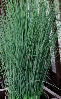 Blue Dart Rush (Juncus) - 10 Pack Of Quart Pots -Herbers Zone juncus blue dart rush 3 1