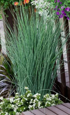 Blue Dart Rush (Juncus) - 10 Pack Of Quart Pots