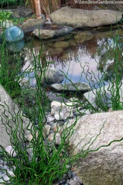 Big Twister Giant Corkscrew Rush (Juncus Effusus) - 5 Pack Of Quart Pots -Herbers Zone juncus effusus big twister 100