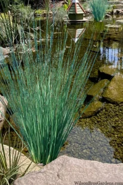 Blue Arrows Rush (Juncus Inflexus) - 6 Pack Of 1 Gallon Pots -Herbers Zone juncus inflexus blue arrows rush 21