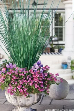 Blue Arrows Rush (Juncus Inflexus) - 6 Pack Of 1 Gallon Pots