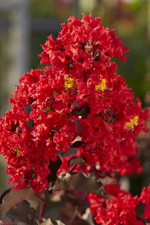 Black Diamond Best Red Crape Myrtle (Multi Trunk) - 3 Gallon Pot 4 Black Diamond Best Red Crape Myrtle (Multi Trunk) - 3 Gallon Pot - Image 4