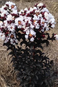 Ebony Glow Crape Myrtle - 3 Gallon Pot -Herbers Zone lagerstroemia ebony glow crape myrtle 2