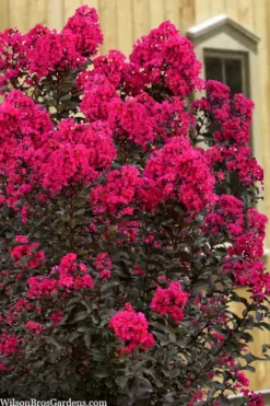 Black Diamond 'Mystic Magenta' Crape Myrtle - 7 Gallon Pot -Herbers Zone lagerstroemia indica black diamond mystic magenta crape myrtle 1