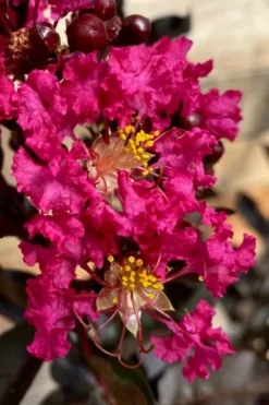 Black Diamond 'Mystic Magenta' Crape Myrtle - 7 Gallon Pot -Herbers Zone lagerstroemia indica black diamond mystic magenta crape myrtle 3