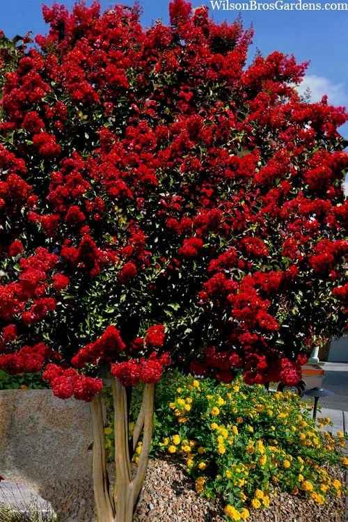 Dynamite Red Crape Myrtle - 7 Gallon Pot (5-6') 1 Dynamite Red Crape Myrtle - 7 Gallon Pot (5-6')