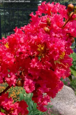 Tuscarora Watermelon Red Crape Myrtle - 6 Pack Of 1 Gallon Pots -Herbers Zone lagerstroemia indica tuscarora 102 1
