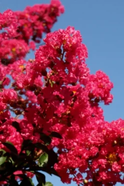 Tuskegee Crape Myrtle - 6 Pack Of 1 Gallon Pots -Herbers Zone lagerstroemia indica tuskeegee crape myrtle tree 2