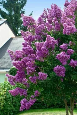 Twilight Purple Crape Myrtle - 3 Gallon Pot -Herbers Zone lagerstroemia indica twilight purple crape myrtle tree 1 5