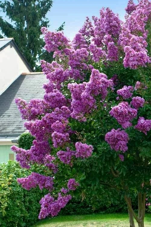 Twilight Purple Crape Myrtle - 7 Gallon Pot (4-5') 8 Twilight Purple Crape Myrtle - 7 Gallon Pot (4-5') - Image 8