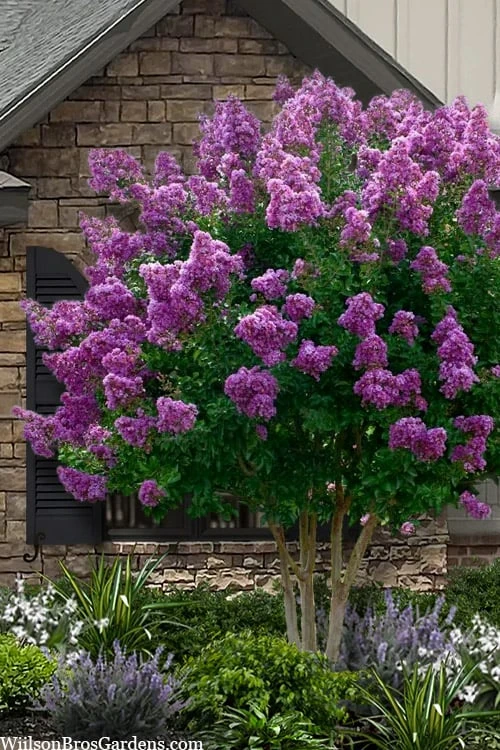 Twilight Purple Crape Myrtle - 7 Gallon Pot (4-5') 1 Twilight Purple Crape Myrtle - 7 Gallon Pot (4-5')