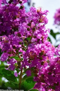 Twilight Purple Crape Myrtle - 7 Gallon Pot (5-6') -Herbers Zone lagerstroemia indica twilight purple crape myrtle tree 102 1