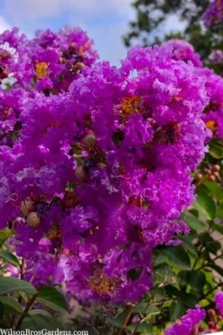Twilight Purple Crape Myrtle (Single Trunk Tree) - 3 Gallon Pot -Herbers Zone lagerstroemia indica twilight purple crape myrtle tree 103 1