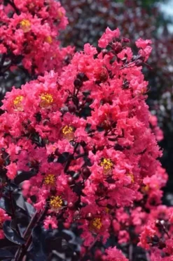 Midnight Magic Crape Myrtle (Multi Trunk) - 7 Gallon Pot -Herbers Zone lagerstroemia midnight magic crape myrtle 11