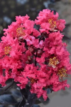 Midnight Magic Crape Myrtle (Multi Trunk) - 7 Gallon Pot -Herbers Zone lagerstroemia midnight magic crape myrtle 12