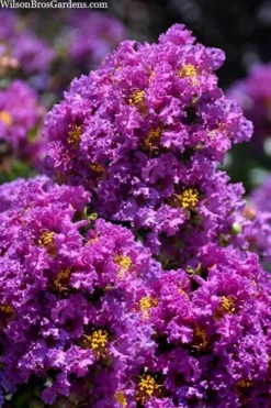 Purple Magic Crape Myrtle Tree (Single Trunk) - 7 Gallon Pot (6-7') 9 Purple Magic Crape Myrtle Tree (Single Trunk) - 7 Gallon Pot (6-7') -Herbers Zone lagerstroemia purple magic crape myrtle single trunk tree 5