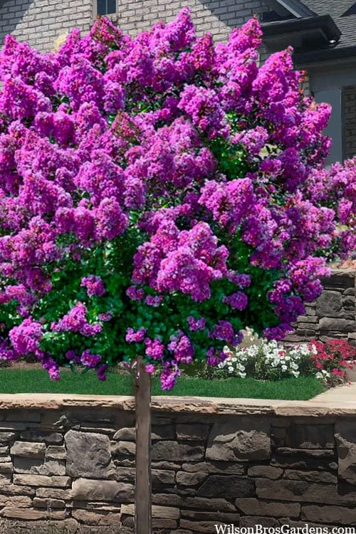 Purple Magic Crape Myrtle Tree (Single Trunk) - 7 Gallon Pot (6-7') 1 Purple Magic Crape Myrtle Tree (Single Trunk) - 7 Gallon Pot (6-7')