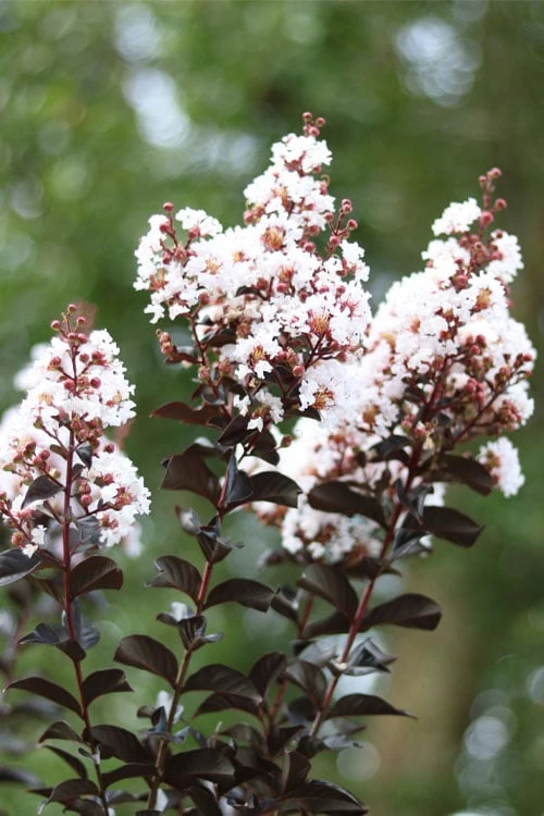 Thunderstruck White Lightning Crape Myrtle - 1 Gallon Pot 5 Thunderstruck White Lightning Crape Myrtle - 1 Gallon Pot - Image 5