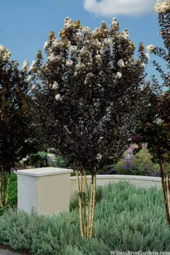 Thunderstruck White Lightning Crape Myrtle - 1 Gallon Pot 8 Thunderstruck White Lightning Crape Myrtle - 1 Gallon Pot -Herbers Zone lagerstroemia thunderstruck white lightning crape myrtle 3 1