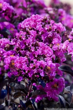 Black Diamond 'Purely Purple' Crape Myrtle Tree (Multi Trunk) - 7 Gallon Pot -Herbers Zone lagestroemia indica purely purple black diamond crape myrtle 1 1