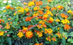 Sonset Hardy Lantana - 1 Gallon Pot -Herbers Zone lantana sonset 105
