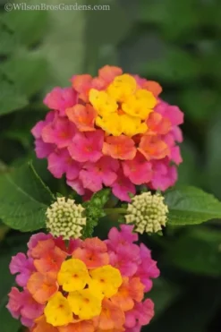 Sonset Hardy Lantana - 1 Gallon Pot -Herbers Zone lantana sonset 20