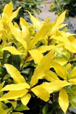 Sicilian Sunshine Sweet Bay Laurel (Laurus Nobilis) - 1 Gallon Pot -Herbers Zone laurus nobilis sicilian sunshine sweet bay laurel 2