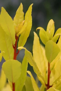 Sicilian Sunshine Sweet Bay Laurel (Laurus Nobilis) - 1 Gallon Pot -Herbers Zone laurus nobilis sicilian sunshine sweet bay laurel 5