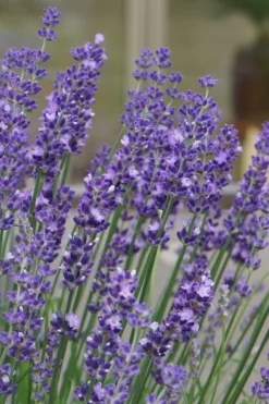 Big Time Blue Lavender - 6 Pack Of 1 Gallon Pots -Herbers Zone lavandula angustifolia big time blue lavender 1 1