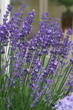 Big Time Blue Lavender - 1 Gallon Pot 9 Big Time Blue Lavender - 1 Gallon Pot -Herbers Zone lavandula angustifolia big time blue lavender 2
