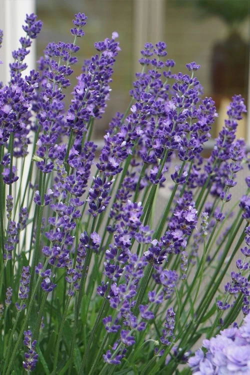 Big Time Blue Lavender - 1 Gallon Pot 4 Big Time Blue Lavender - 1 Gallon Pot - Image 4
