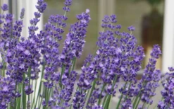 Big Time Blue Lavender - 6 Pack Of 1 Gallon Pots -Herbers Zone lavandula angustifolia big time blue lavender 3 1