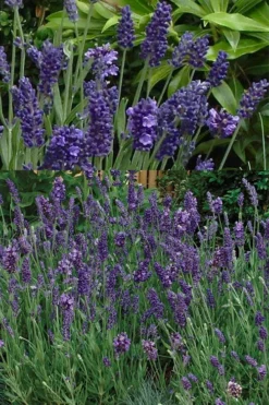 Ellagance Purple English Lavender - 5 Pack Of Quart Pots -Herbers Zone lavandula angustifolia ellagance purple english lavender 2