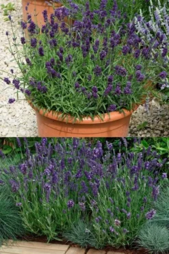 Ellagance Purple English Lavender - 5 Pack Of Quart Pots -Herbers Zone lavandula angustifolia ellagance purple english lavender 3