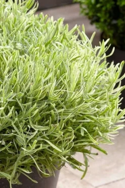 Platinum Blonde English Lavender Plant - 1 Gallon Pot -Herbers Zone lavandula angustifolia momparler platinum blonde lavender 5