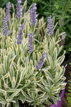 Platinum Blonde English Lavender Plant - 1 Gallon Pot