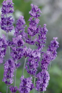 Munstead English Lavender - 6 Pack Of Pint Pots