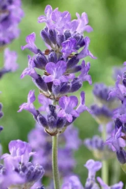 Munstead English Lavender - 6 Pack Of Pint Pots -Herbers Zone lavandula angustifolia munstead english lavender 5