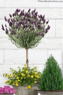Anouk Spanish Lavender Tree (Single Stem) - 3 Gallon Pot