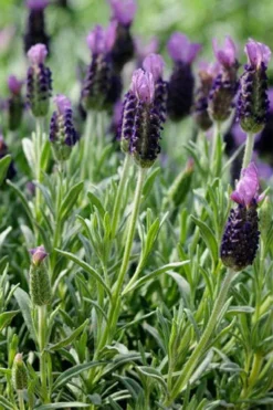 Anouk Spanish Lavender - 1 Gallon Pot -Herbers Zone lavandula stoechas anouk spanish lavender 2