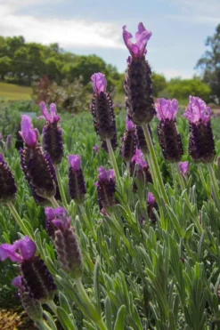 Anouk Spanish Lavender Tree (Single Stem) - 3 Gallon Pot -Herbers Zone lavandula stoechas anouk spanish lavender 4