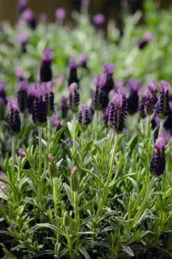 Anouk Spanish Lavender - 1 Gallon Pot -Herbers Zone lavandula stoechas anouk spanish lavender 5