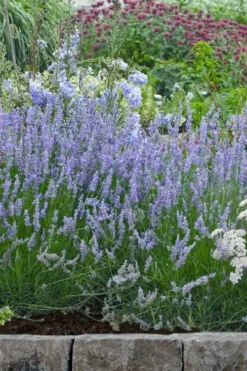Provence French Lavender - 5 Pack Of Quart Pots -Herbers Zone lavandula20intermedia provencer french lavender 106