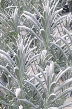 Sensational Lavender - 1 Gallon Pot -Herbers Zone lavender intermedia sensational 1