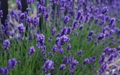 Sweet Romance English Lavender Plant - 1 Gallon Pot 13 Sweet Romance English Lavender Plant - 1 Gallon Pot -Herbers Zone lavendula angustifolia sweet romance lavender 3