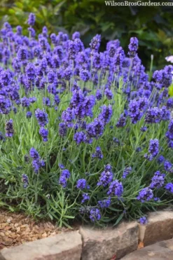 Sweet Romance English Lavender Plant - 1 Gallon Pot 17 Sweet Romance English Lavender Plant - 1 Gallon Pot -Herbers Zone lavendula angustifolia sweet romance lavender 6